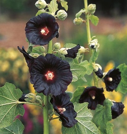 Black Hollyhock  Alcea rosea nigra